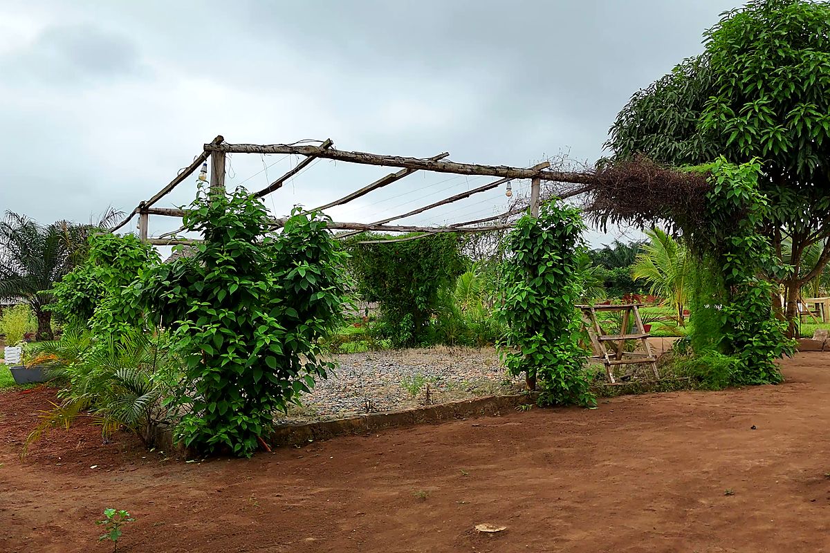Pergola végétalisée